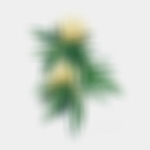 Listen to Flowers (Explicit) song with lyrics from Justraw