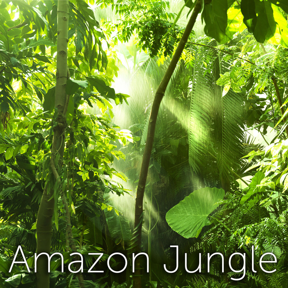 Amazon Jungle