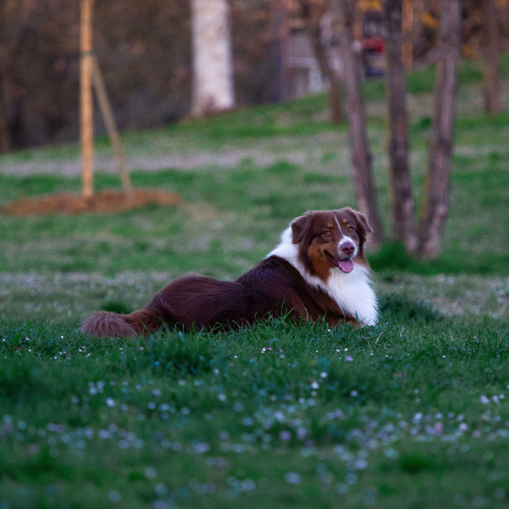 Dog's Relaxing Harp Symphony