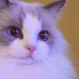 Album 猫系女友 from 