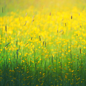 ดาวน์โหลดและฟังเพลง Soft Vibes พร้อมเนื้อเพลงจาก Relax Meditation Sleep