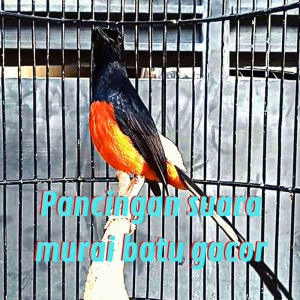 Love Bird的專輯Pancingan Suara Murai Batu Gacor (Live)