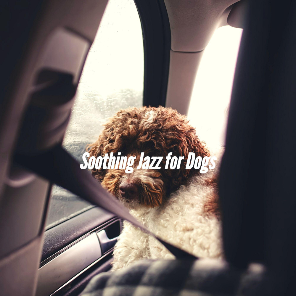 Hot Ambiance for Keeping Dogs Entertained
