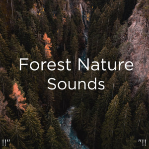 Dengarkan Rainforest Sounds With Sleep Music lagu dari Yoga dengan lirik