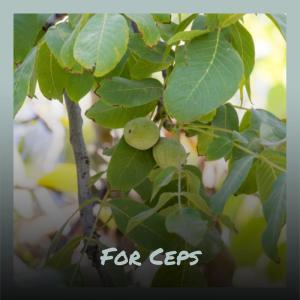 Album For Ceps oleh Various Artists