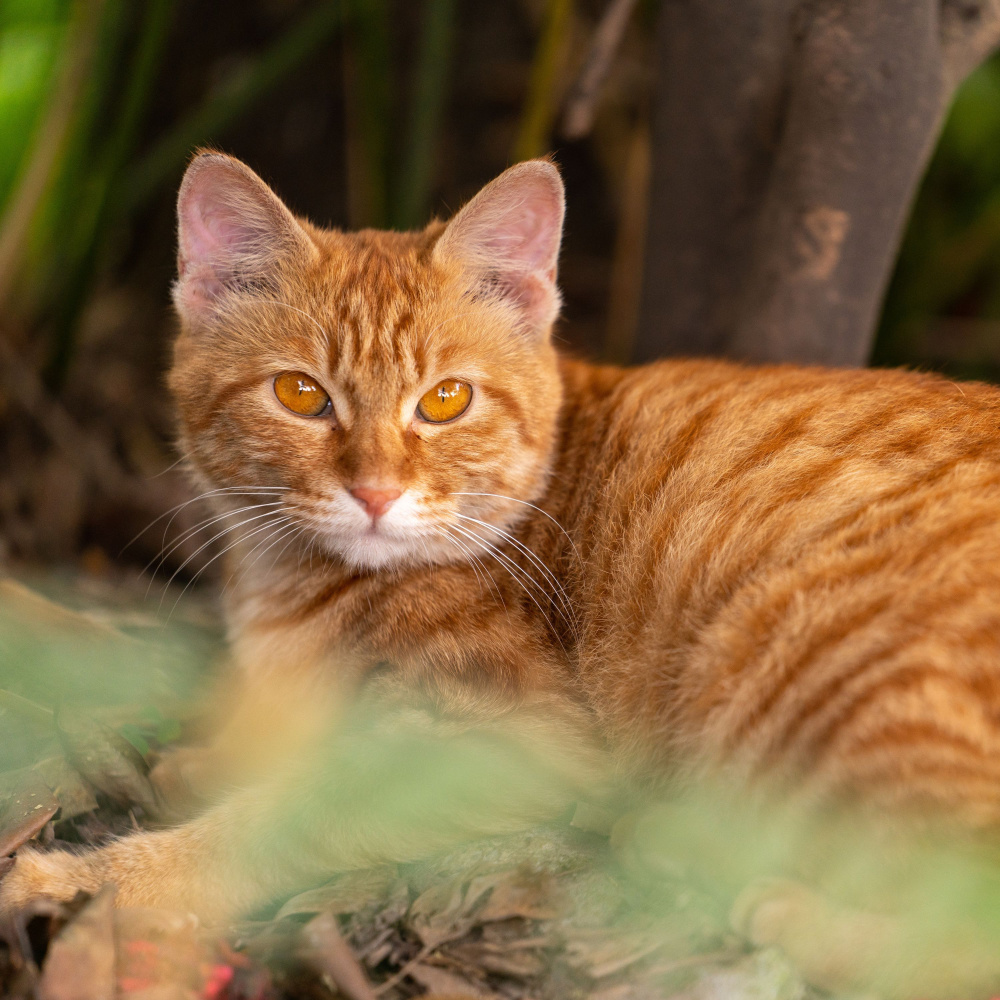 Purrsonal Chill of Cats