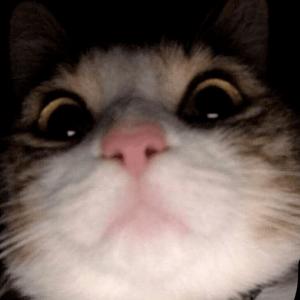 ดาวน์โหลดและฟังเพลง dead or alive พร้อมเนื้อเพลงจาก pdktp