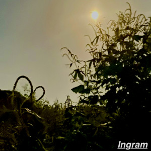 Dengarkan Ingram-01 (Instrumental) lagu dari Ingram dengan lirik