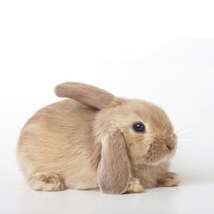 收聽Сегодня в мире的Зая歌詞歌曲