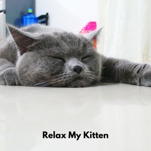 Soothing Cats