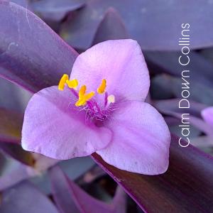 ดาวน์โหลดและฟังเพลง Winter Dreamscape พร้อมเนื้อเพลงจาก Calm Down Collins