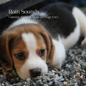 Sleeping Music For Dogs的专辑Rain Sounds: Calming Ambient Music for Dogs Vol. 1