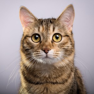 อัลบัม Hip Hop Music For Cats And Chill Vibes ศิลปิน The Lofi Lounge