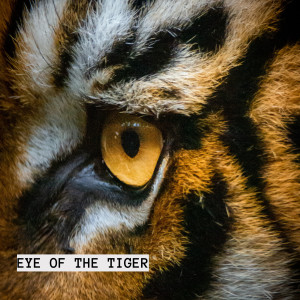 Eye Of The Tiger (Ojo De Tigre)