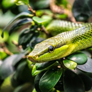 Dengarkan Mamba lagu dari Jiem EB Music dengan lirik