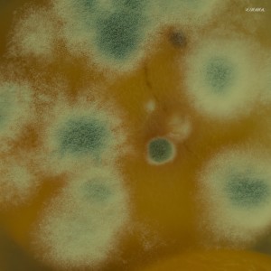 ดาวน์โหลดและฟังเพลง Spark Plug พร้อมเนื้อเพลงจาก The Spectaphiles