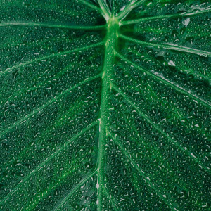 Dengarkan Misty Morning lagu dari Nature Sound Collection dengan lirik