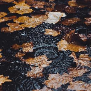 Listen to Morning Rain song with lyrics from Fioren