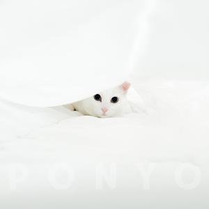 ดาวน์โหลดและฟังเพลง Ponyo พร้อมเนื้อเพลงจาก Blackloud