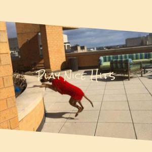 Album Play Nice Hits from Various