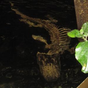 ดาวน์โหลดและฟังเพลง death roll (Explicit) พร้อมเนื้อเพลงจาก grimcore