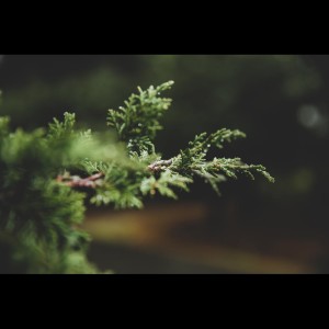 收聽Nature Sounds的Blissful Rest歌詞歌曲
