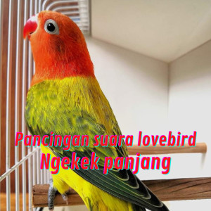 Dengarkan Pancingan Suara Lovebird Ngekek Panjang (Live) lagu dari suara kicau81 dengan lirik