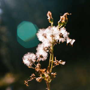 Listen to fields song with lyrics from MVVE