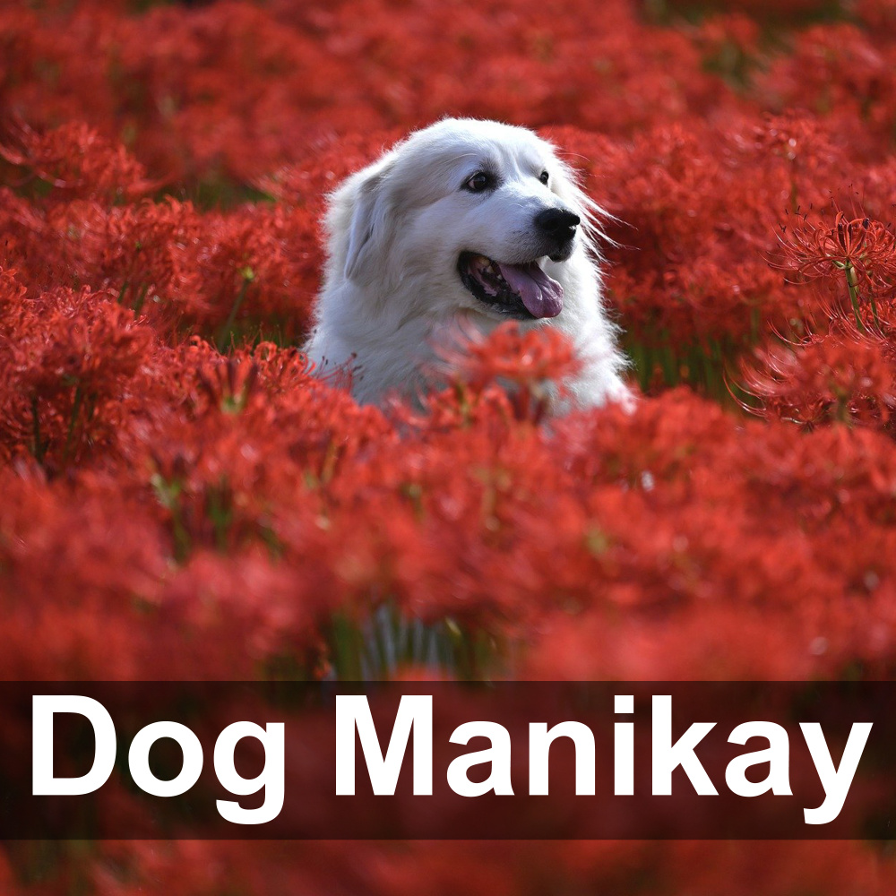 Dog Manikay