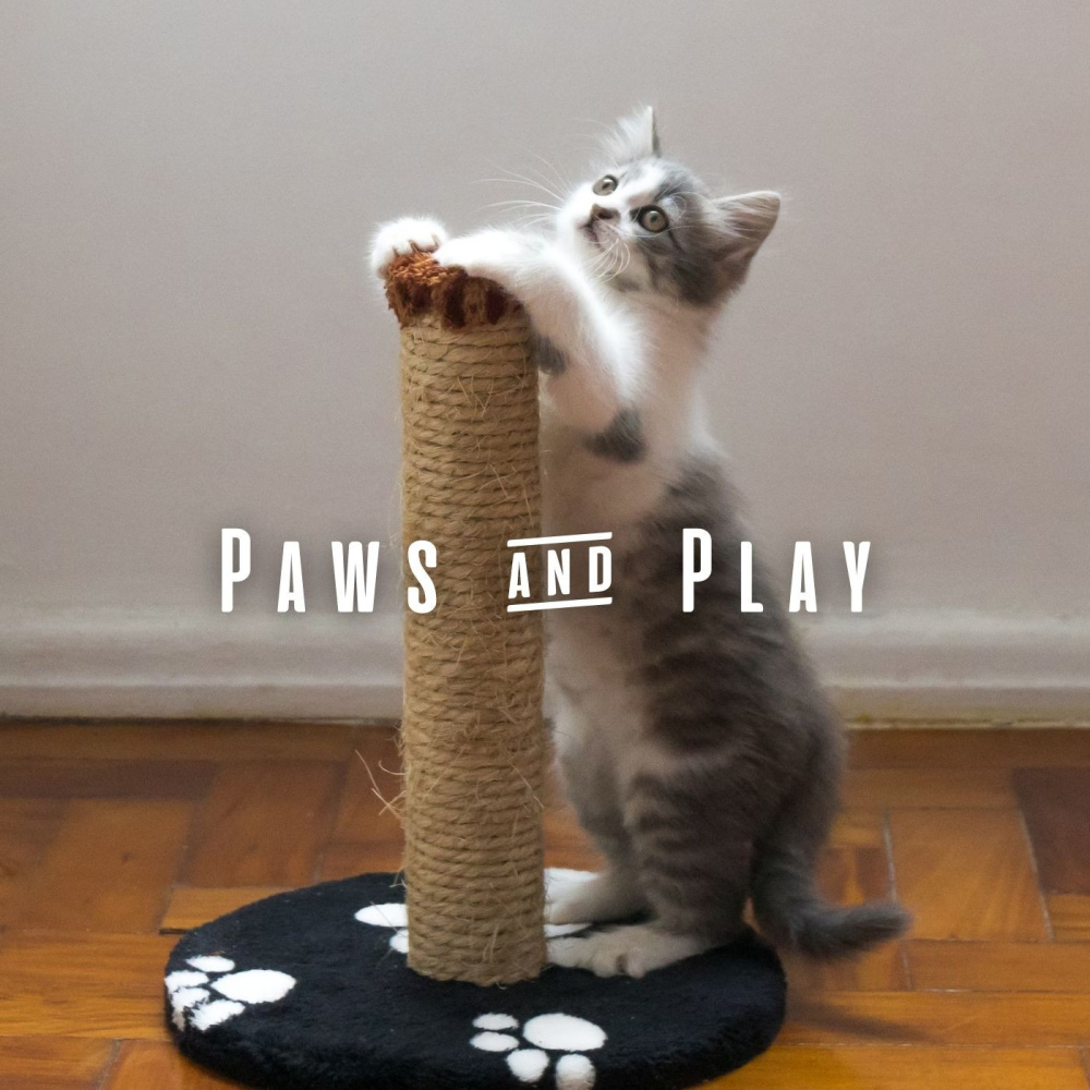 Serene Feline Lofi Grooves