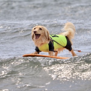ดาวน์โหลดและฟังเพลง surf พร้อมเนื้อเพลงจาก george