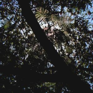 Listen to hazël (feat. Mota) song with lyrics from itsokaylove