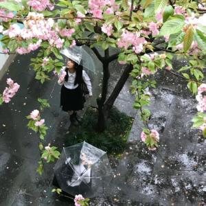 收聽Sheap的spring onion歌詞歌曲