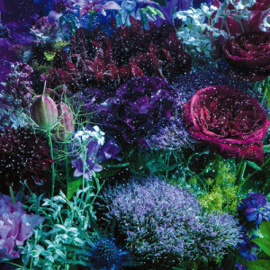 ดาวน์โหลดและฟังเพลง Hoshikuzu Venus พร้อมเนื้อเพลงจาก Aimer