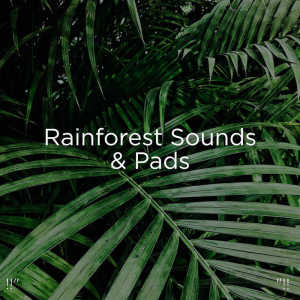 Listen to Asmr Water Stream song with lyrics from Sleep Sounds of Nature
