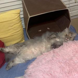 收聽Yadier的wtf (feat. 1kkyoto) (Explicit)歌詞歌曲