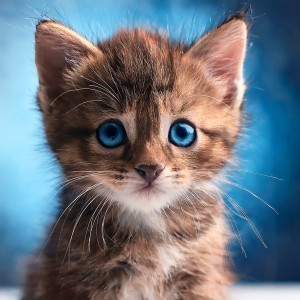 ดาวน์โหลดและฟังเพลง Ojos Que Parpadean Bajo La Luz Del Sol พร้อมเนื้อเพลงจาก Terapia musical animal