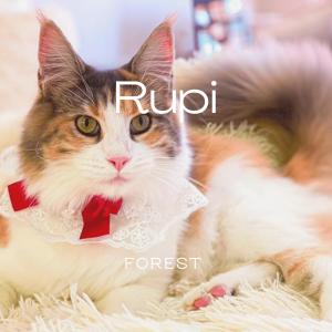 Listen to Rupi song with lyrics from Forest