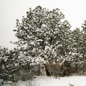 Listen to Mountain Snow song with lyrics from Blue Hamilton