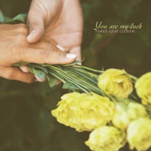 Album You Are My Luck from Three-leaf Clover