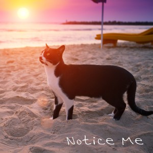 ดาวน์โหลดและฟังเพลง Notice Me พร้อมเนื้อเพลงจาก J Rice