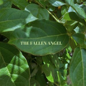 收聽Willy Cotterill的The fallen angel歌詞歌曲