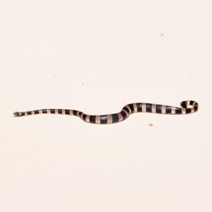 Dengarkan Snake On The Road lagu dari Kkava dengan lirik