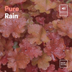 Album Pure Rain from Clear Mind Raining