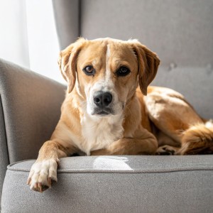 ดาวน์โหลดและฟังเพลง Siestas Acogedoras Armonías Lofi พร้อมเนื้อเพลงจาก Relajar Mascota