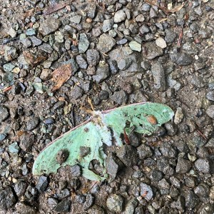 ดาวน์โหลดและฟังเพลง let me go พร้อมเนื้อเพลงจาก mojojazu