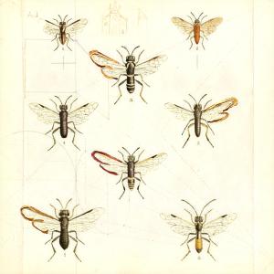 收聽גיגי的באגס קולקט歌詞歌曲