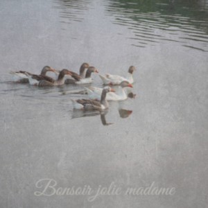 Album Bonsoir Jolie Madame oleh Various
