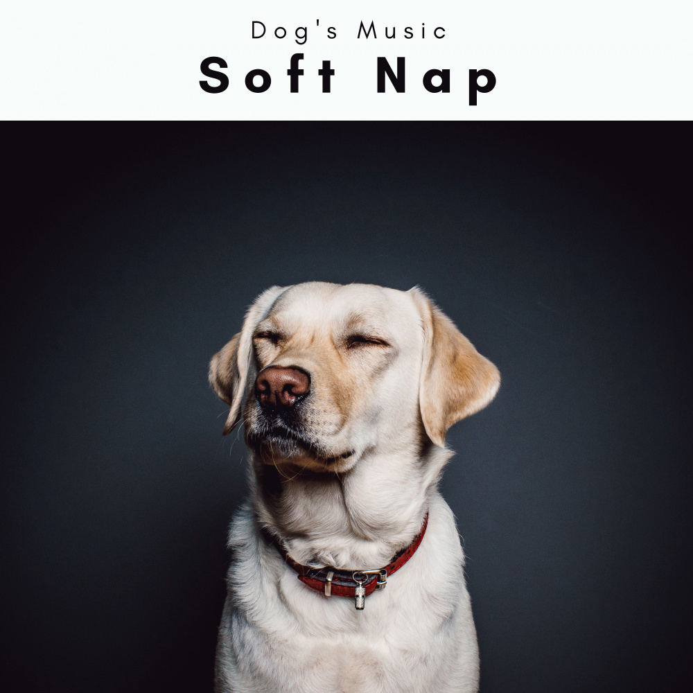 Song of Nature Ambience for House Doggies