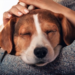 Mascotas soñolientas的專輯Melodías Lofi Relajantes Para La Felicidad De Tus Mascotas